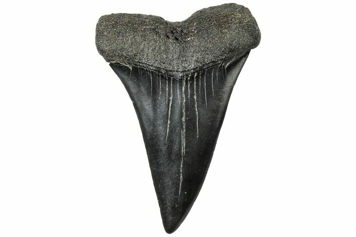 Fossil Broad-Toothed Mako Tooth - South Carolina #310451